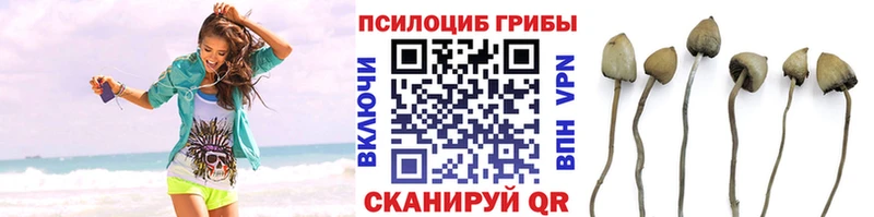 Псилоцибиновые грибы Magic Shrooms  блэк спрут как войти  Ртищево 