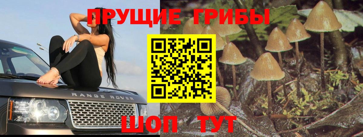 Псилоцибиновые грибы GOLDEN TEACHER Ртищево